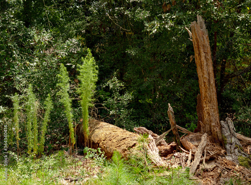 downed tree in woods