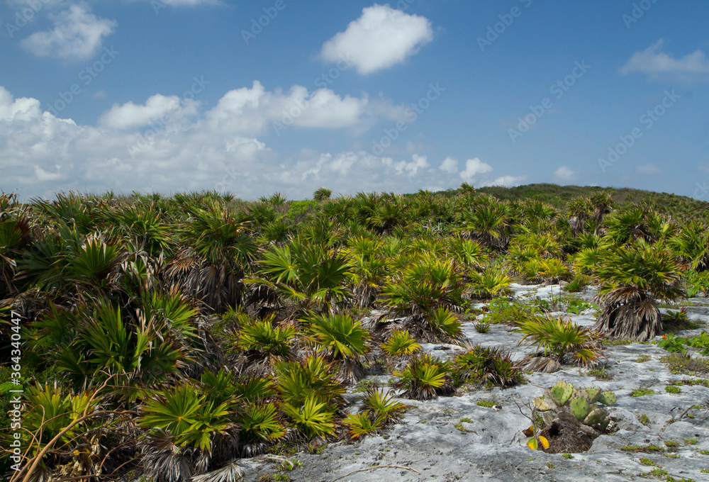 Tropical flora. Washingtonia filifera palm trees in the Caribbean. 