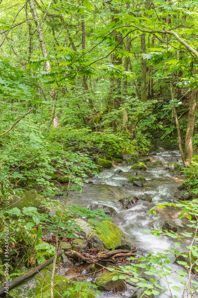 Obraz premium Oirase mountain stream in early summer