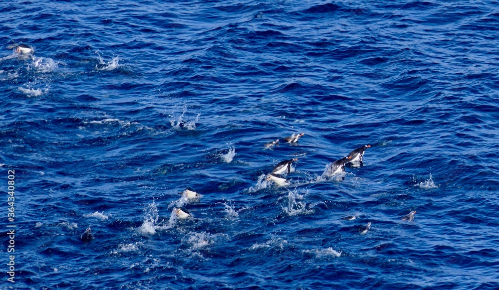 Obraz premium Penguins swimming and jumping in blue antarctic sea, Antarctica