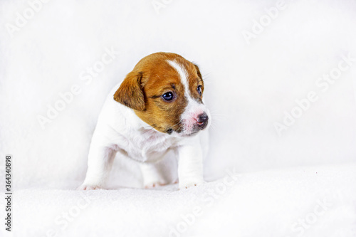 cute little puppy bitch jack russell stands on a white background