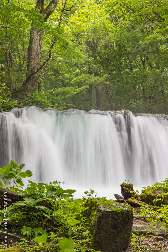 Naklejka premium Oirase mountain stream in early summer