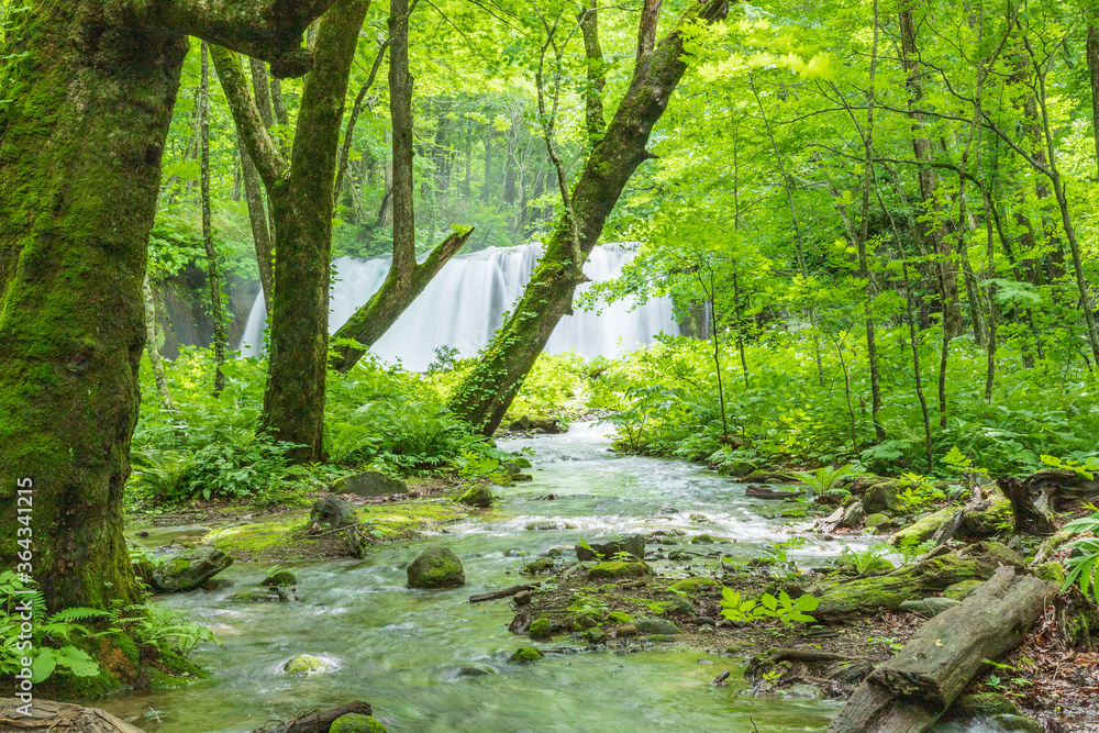 Oirase mountain stream in early summer Oirase mountain stream in early summer