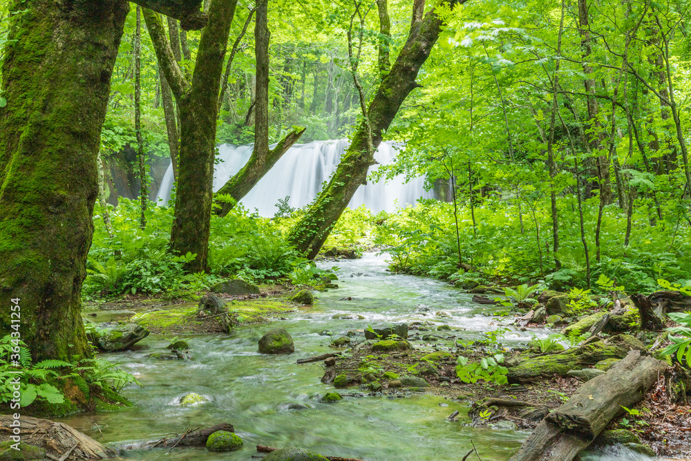 Oirase mountain stream in early summer Oirase mountain stream in early summer