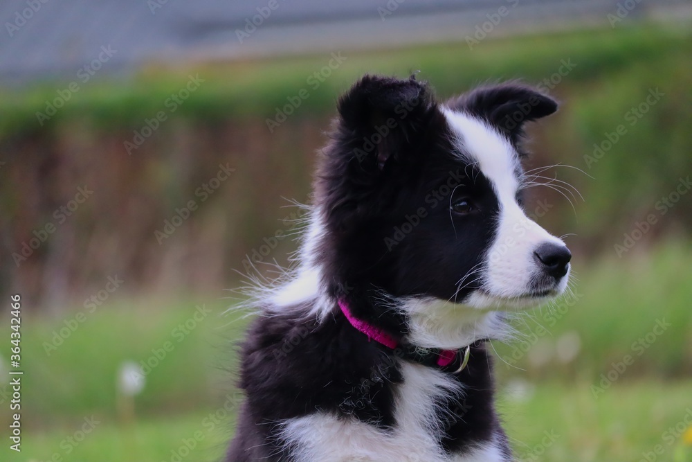 Portrait of Border Collie Puppy in the Garden in Czech Republic. Closeup of Adorable Black and White Dog.