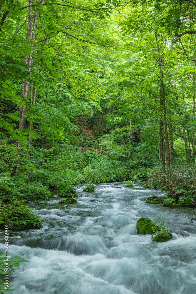 Oirase mountain stream in early summer