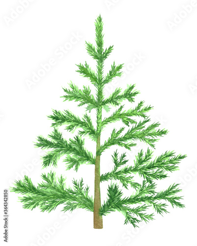 Watercolor illustration of a single fir-tree.
