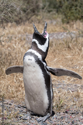 Pingüino de Magallanes grazna en su nido en la Reserva de Punta Tombo, Chubut, Patagonia, Argentina