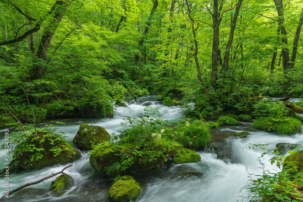Oirase mountain stream in early summer Oirase mountain stream in early summer