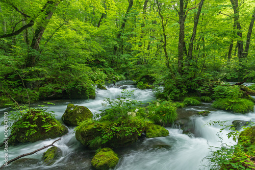 Oirase mountain stream in early summer