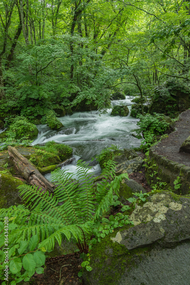 Oirase mountain stream in early summer Oirase mountain stream in early summer