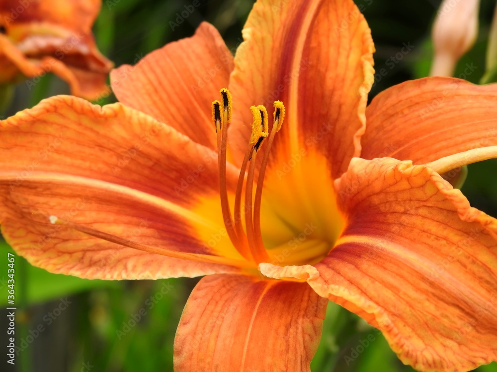 Beautiful summer garden flowers close up Beautiful summer garden flowers close up