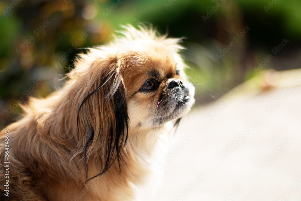 
Pekingese dog sitting in the street on a sunny day