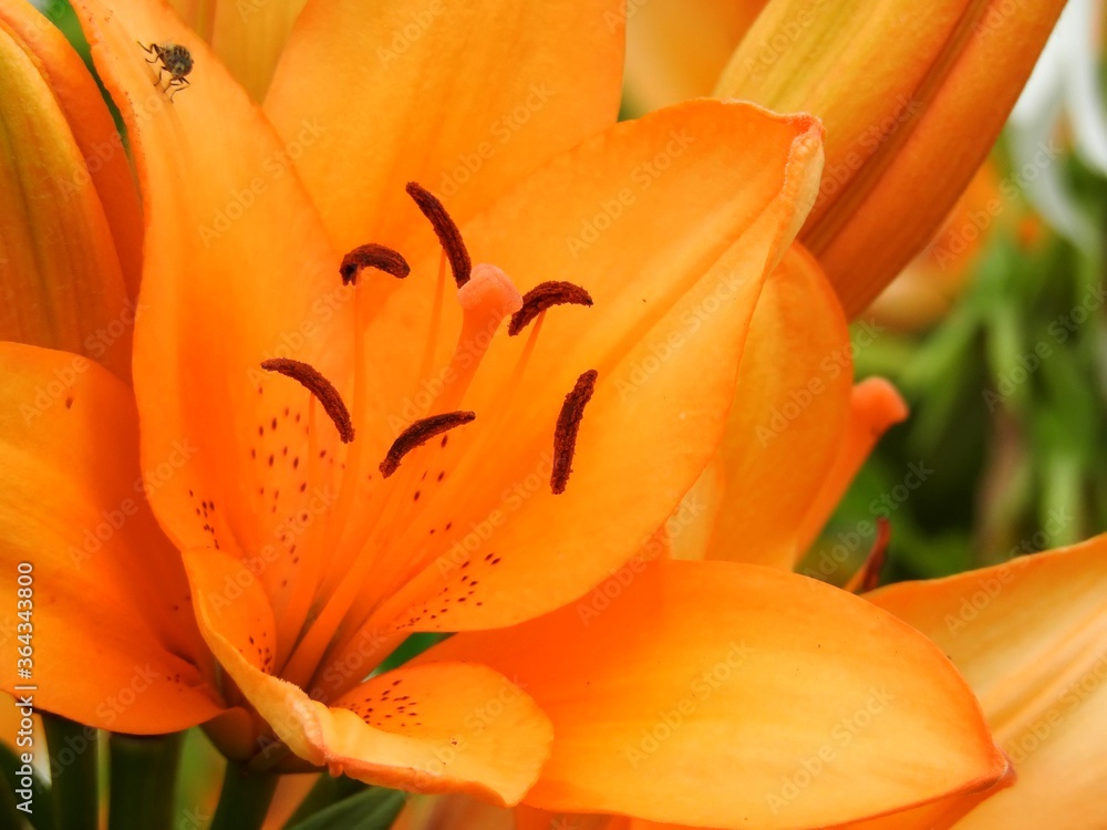 Beautiful summer garden flowers close up