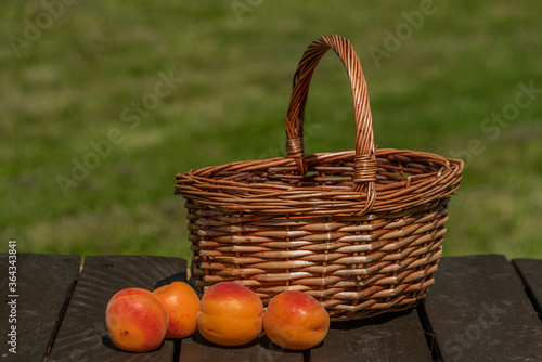 Wicker basket with apricot in sunny hot summer day with green garden