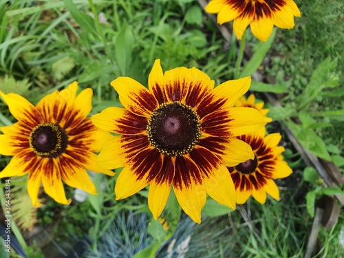 sunflower in the garden