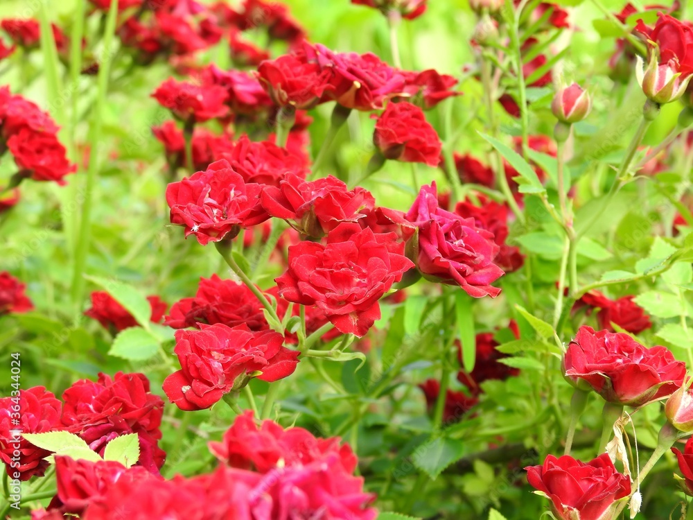 Beautiful summer garden flowers close up Beautiful summer garden flowers close up