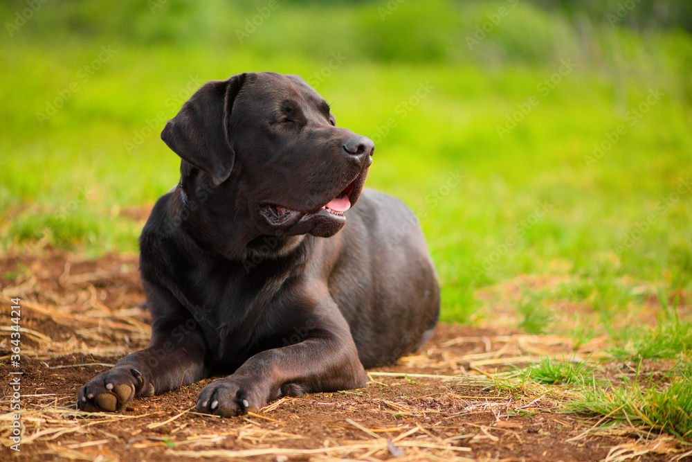 The black Labrador Retriever is lying in outdoors. The black Labrador Retriever is lying in outdoors.
