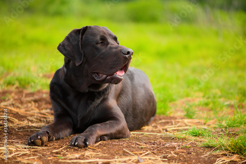 The black Labrador Retriever is lying in outdoors.
