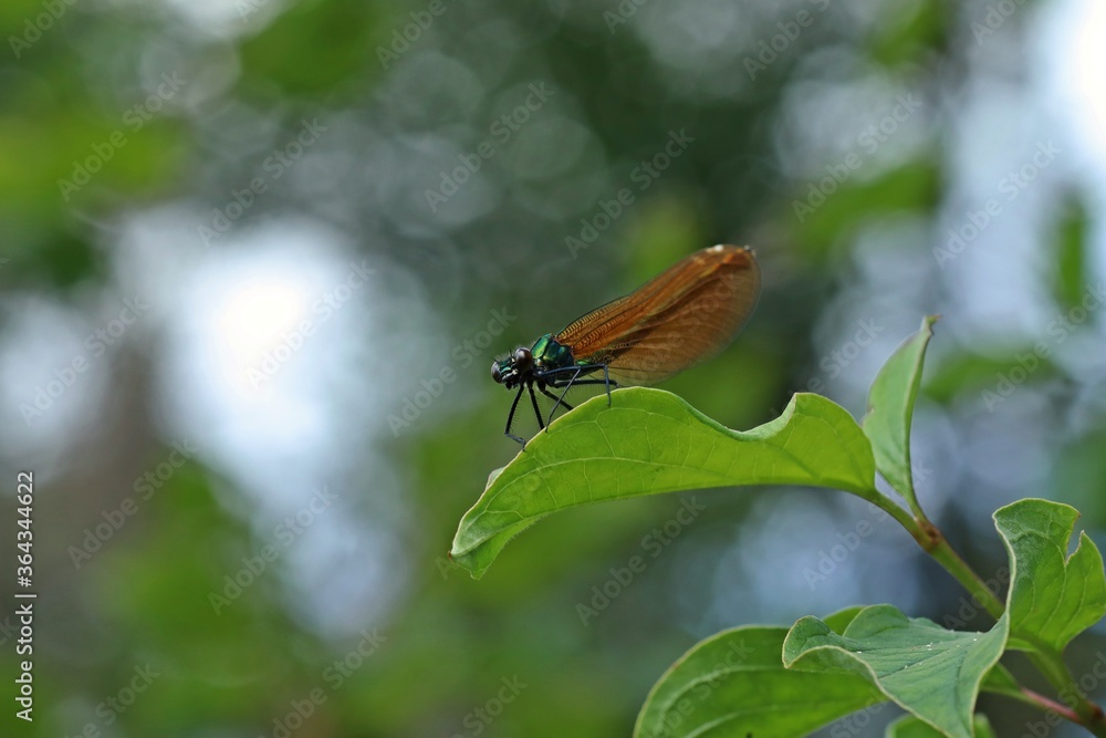 Weibliche Blauflügel-Prachtlibelle (Calopteryx virgo) auf Zweig