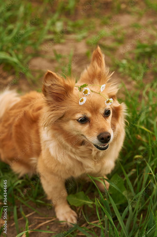 red dog chihuahua terrier with daisies. Dog sits on the grass red dog chihuahua terrier with daisies. Dog sits on the grass