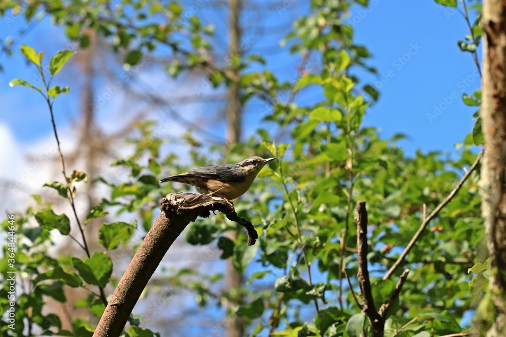 Kleiber (Sitta europaea) in der Mauser