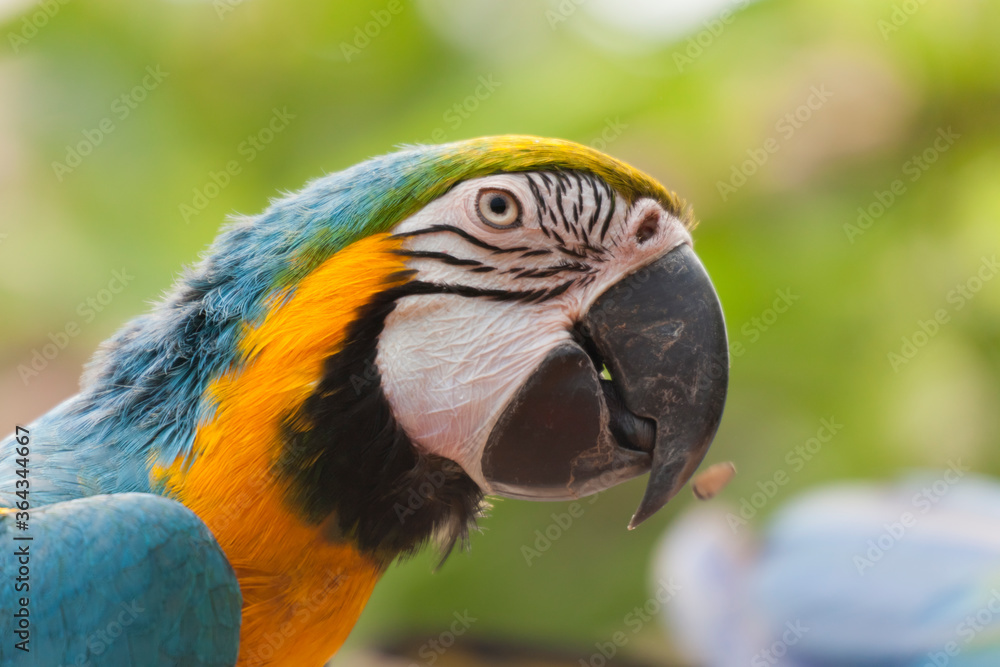 Fototapeta premium Blue and yellow Macaw portrait