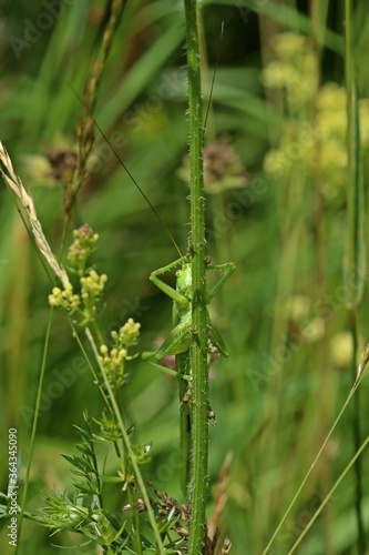 Weibliches Grünes Heupferd (Tettigonia viridissima).