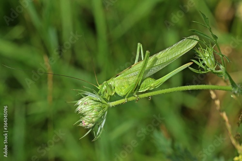 Weibliches Grünes Heupferd (Tettigonia viridissima).