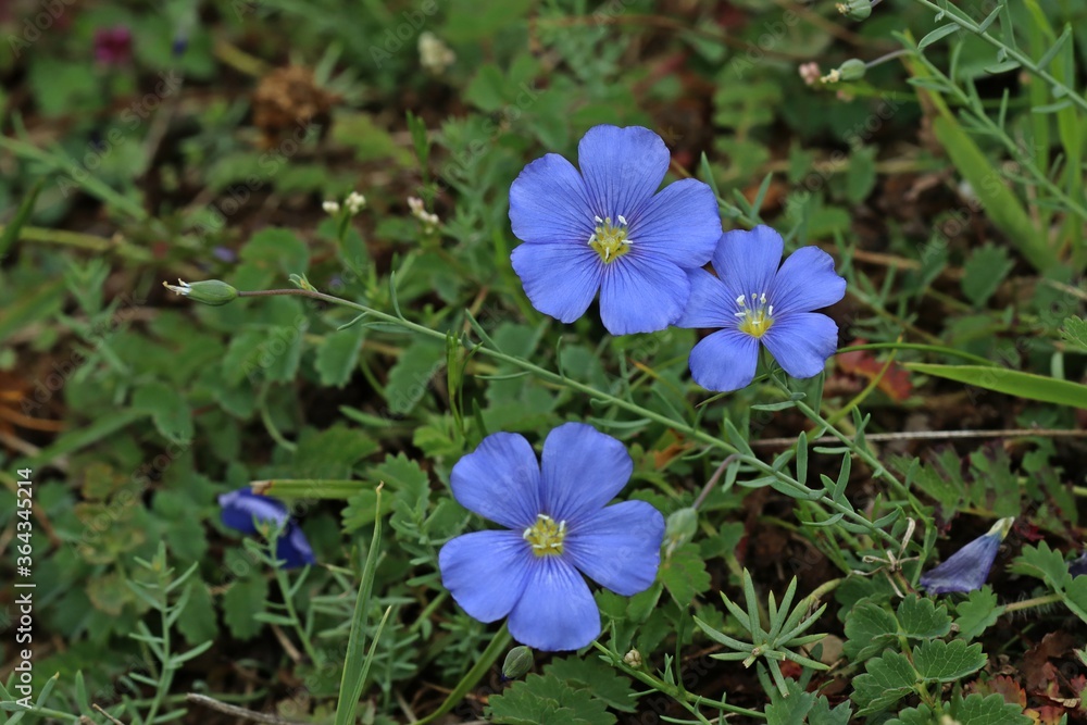 Lothringer Lein (Linum leonii) Lothringer Lein (Linum leonii)