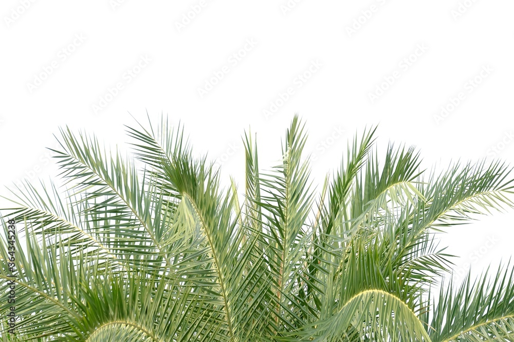 Tropical palm tree with leaves branches on white isolated background for green foliage backdrop and copy space Tropical palm tree with leaves branches on white isolated background for green foliage backdrop and copy space