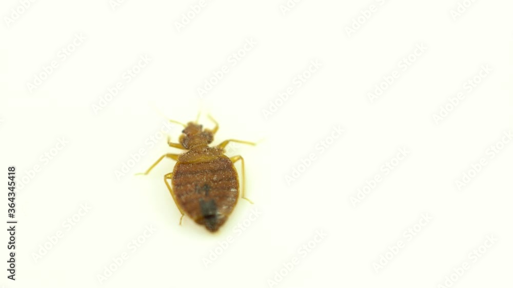 Bedbug insect parasite extreme close up on the white background. Super macro and details examination of an adult cimex lectularius bed bug trying to escape. Bedbug insect parasite extreme close up on the white background. Super macro and details examination of an adult cimex lectularius bed bug trying to escape.
