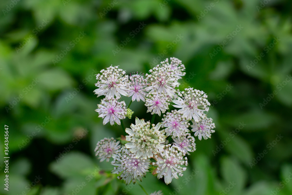 Flowers of a great masterwort, Astrantia major or Grosse Sterndolde Flowers of a great masterwort, Astrantia major or Grosse Sterndolde