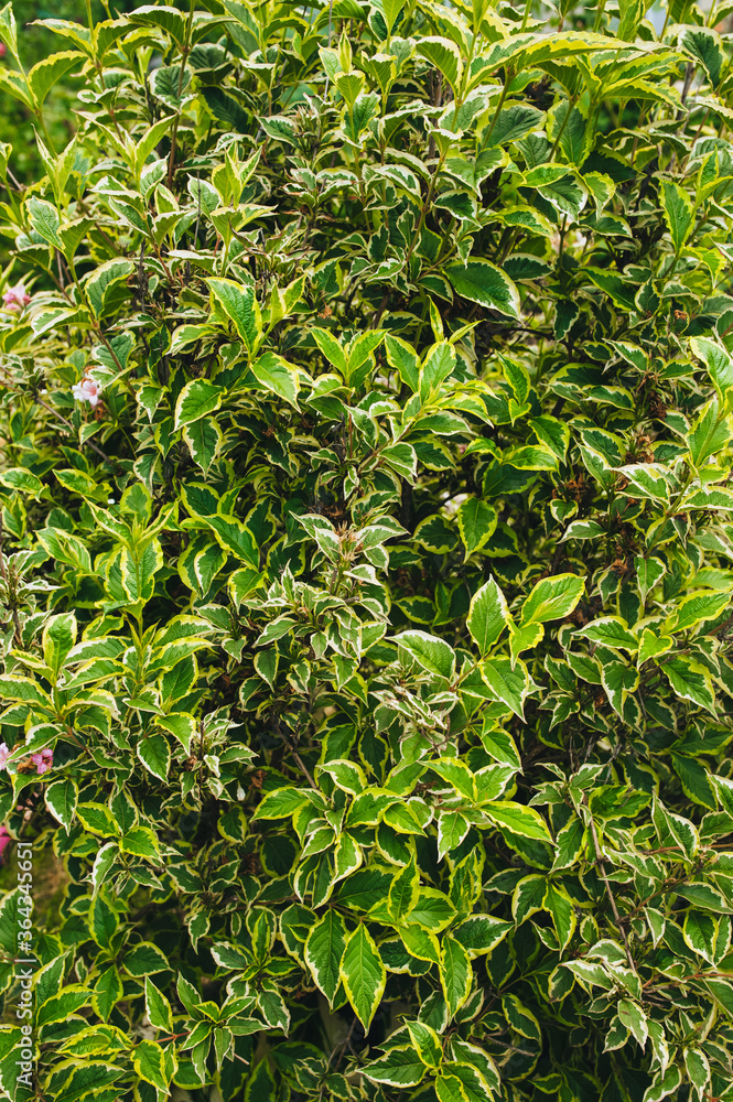 Weigela texture, background of green garden foliage.