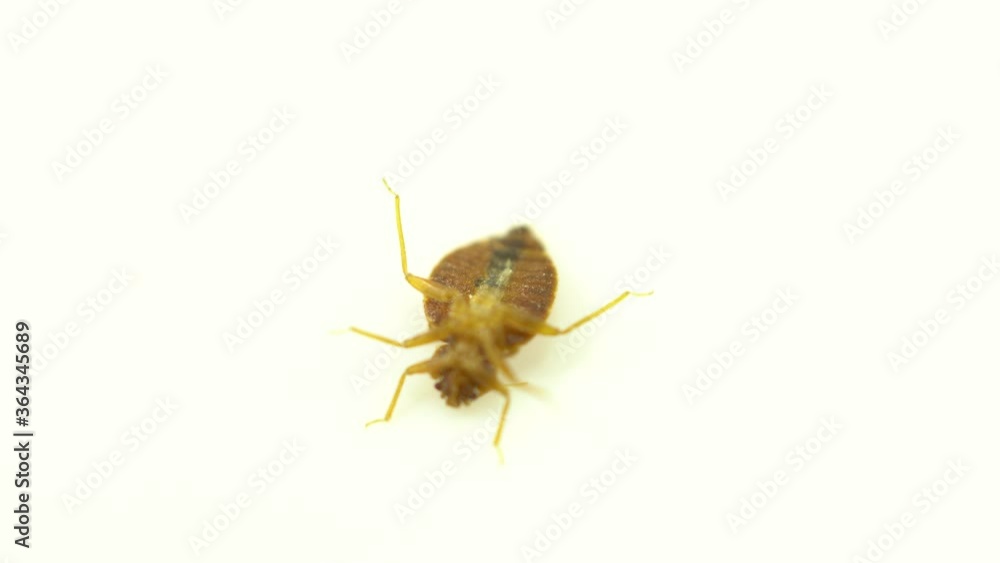 Bedbug insect parasite extreme close up on the white background. Super macro and details examination of an adult cimex lectularius bed bug trying to escape.