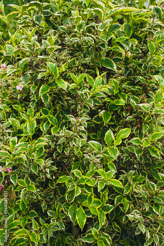 Weigela texture, background of green garden foliage. © shchus