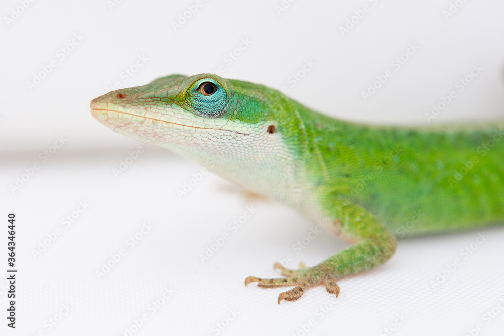 Gecko Gecko