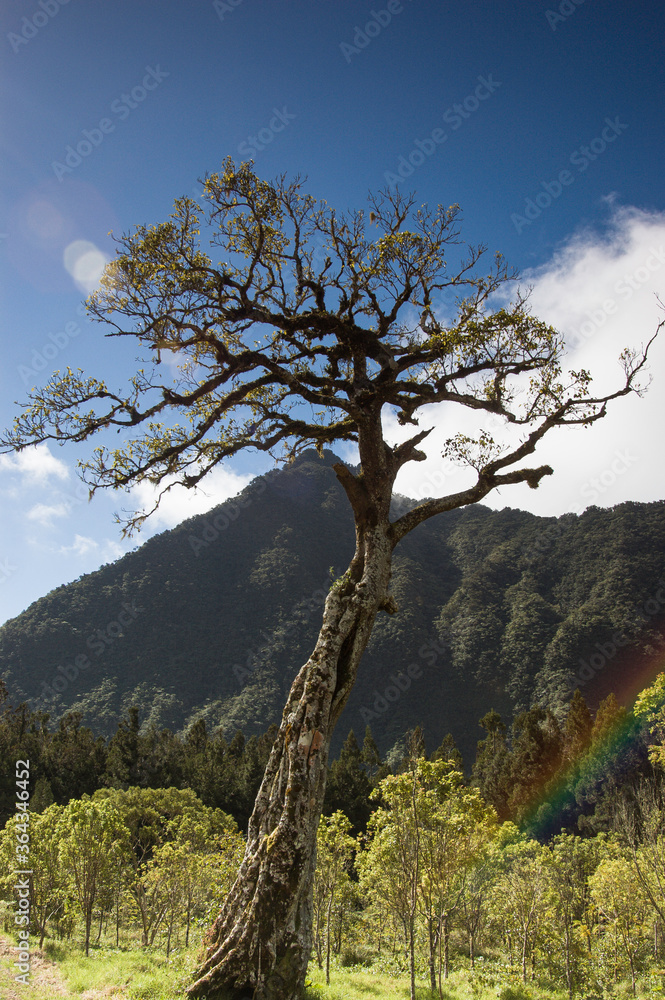 The tree and the rainbow The tree and the rainbow