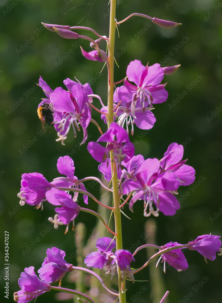 The willow herb Chamerion angustifolium plant blooms and the bee