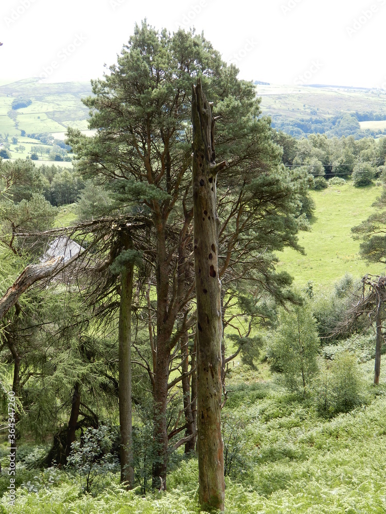 Obraz premium trees in the forest