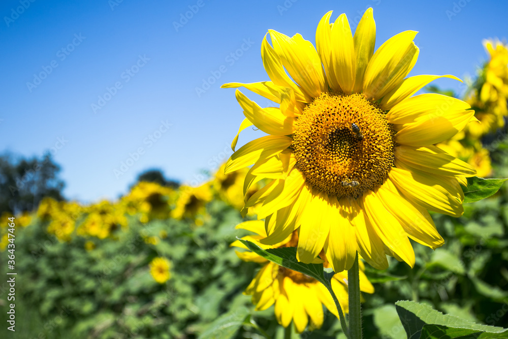 It brings joy to see sunflower field by the road; photos with yellow energy on the sunflower field It brings joy to see sunflower field by the road; photos with yellow energy on the sunflower field