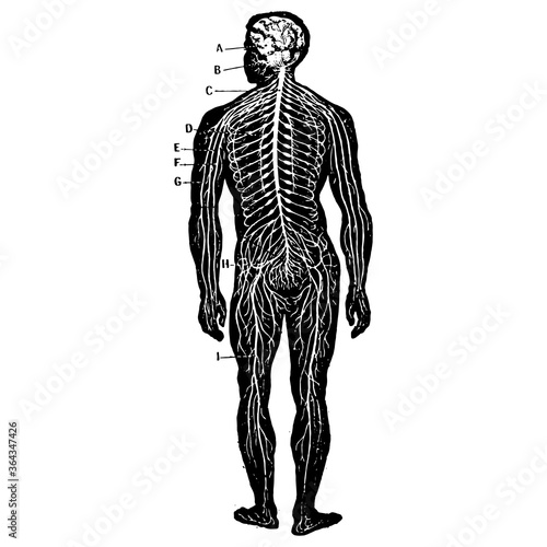 Vintage engraving of a male body medical graphic