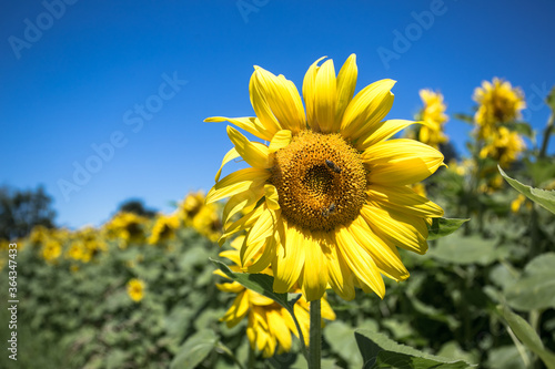 It brings joy to see sunflower field by the road; photos with yellow energy on the sunflower field