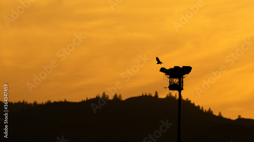 Osprey nest in the sunset