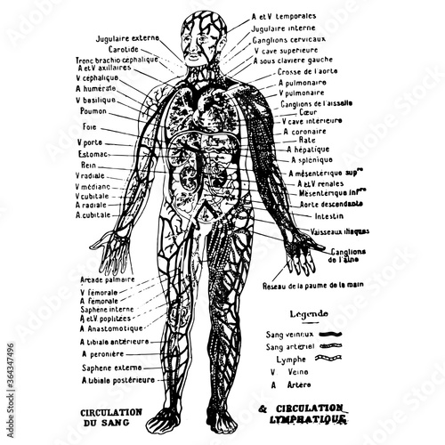 Vintage engraving of a male body medical graphic