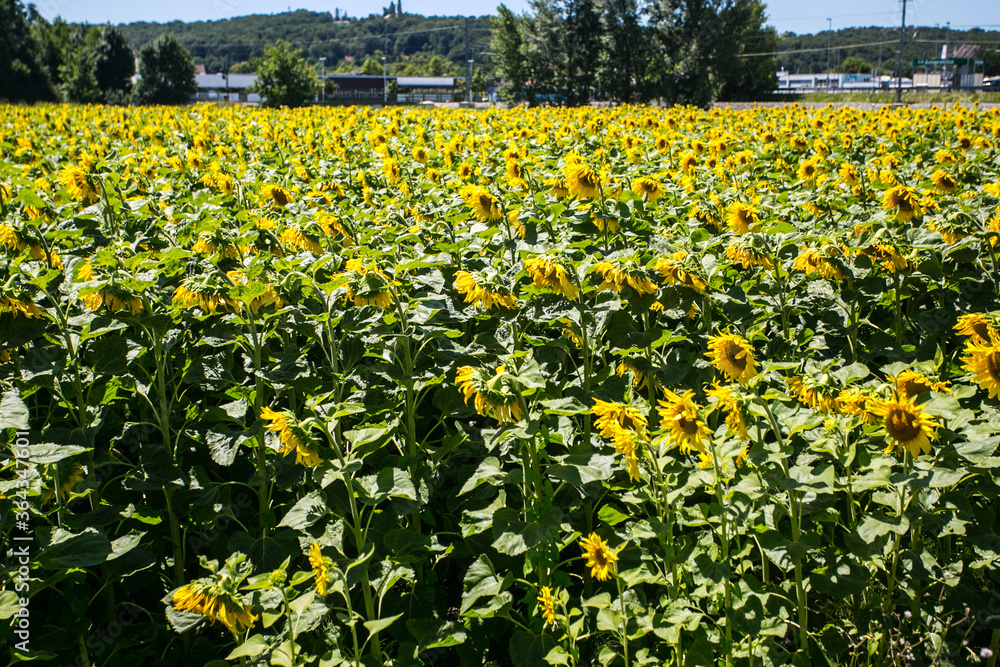 Obraz premium It brings joy to see sunflower field by the road; photos with yellow energy on the sunflower field