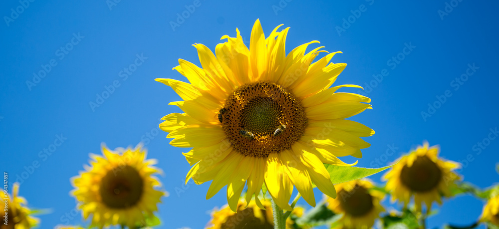 It brings joy to see sunflower field by the road; photos with yellow energy on the sunflower field It brings joy to see sunflower field by the road; photos with yellow energy on the sunflower field