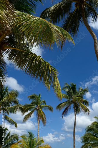 A few bright green palm trees against the blue sky and clouds
