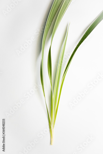 Chlorophytum comosum  Spider Plant  isolated on white background