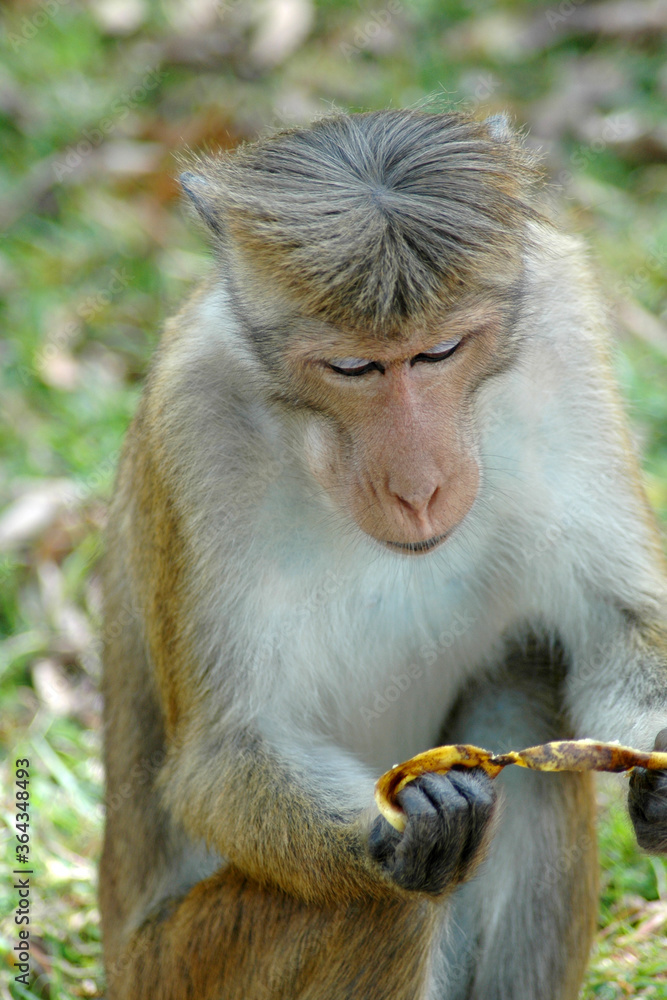 Obraz premium Funny macaque enthusiastically cleans a banana close up